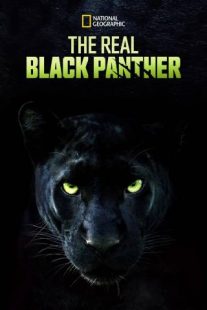 دانلود مستند The Real Black Panther 2020229564-1221807302
