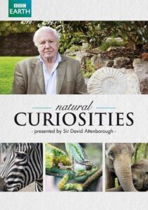 دانلود سریال Natural Curiosities382054-1298660975