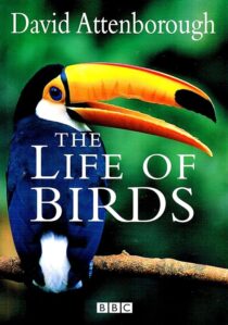 دانلود مستند The Life of Birds382058-186526330