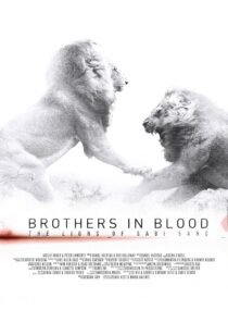دانلود مستند Brothers in Blood: The Lions of Sabi Sand 2015424819-1094176198